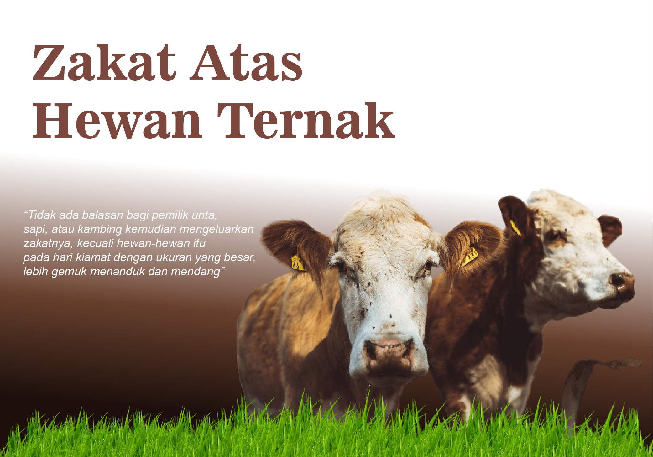 Zakat Hewan Ternak