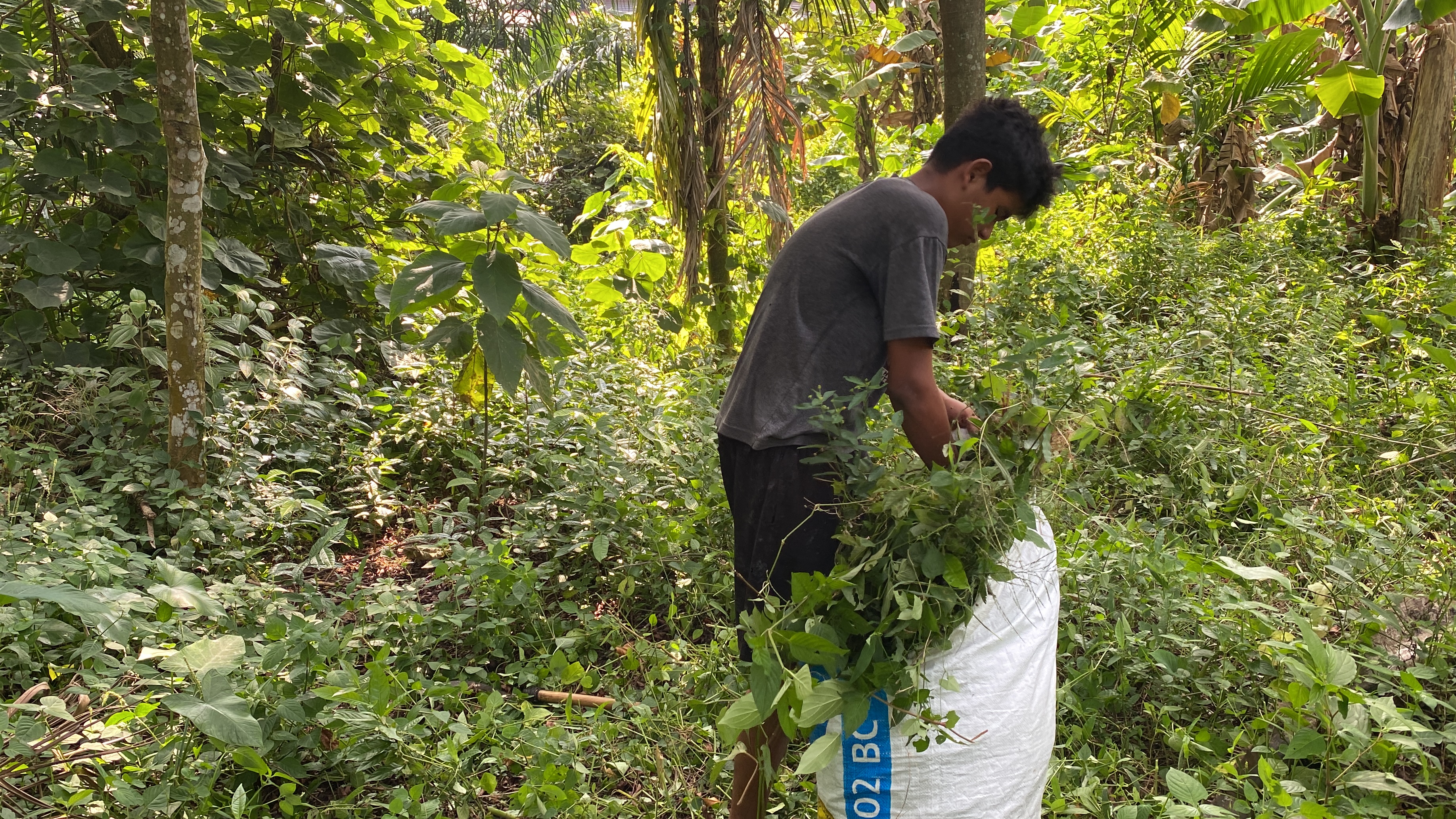 Bocah Pencari Rumput ini Berjuang Demi Tetap Sekolah dan Hidupi Adiknya