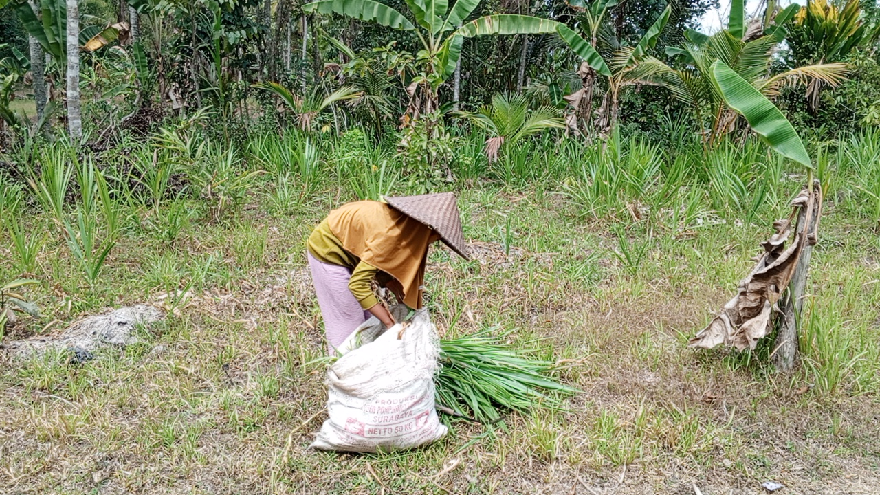 Yatim Piatu, Zahrah Mencari Rumput Demi Makan dan Sekolah